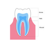 Vector isolated illustration of tooth